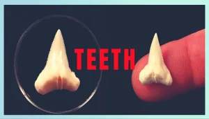 Shape And Function Of Hammerhead Shark’S Teeth