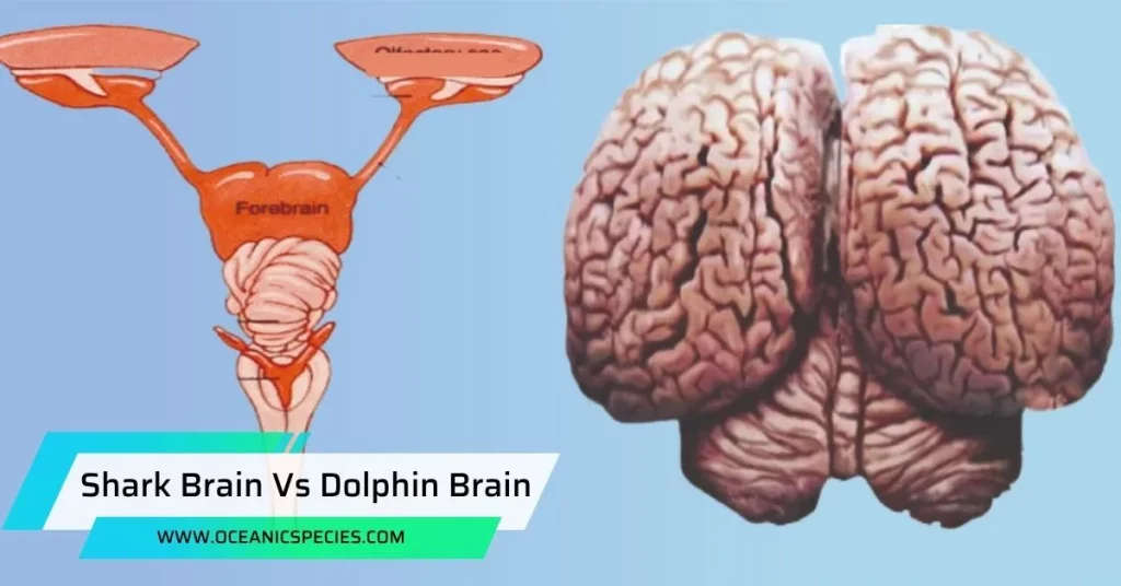 Shark Brain Vs Dolphin Brain