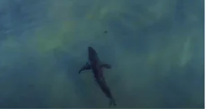 Shark Encounters Near The Shore