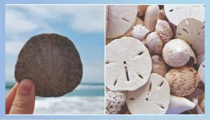 Size And Condition Of Sand Dollars