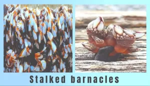 Stalked barnacles