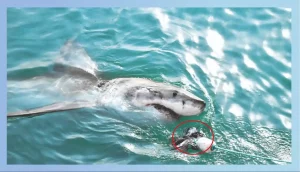 Surprising Facts About The Great White Shark’S Eating Habits