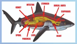 The Anatomical Structure Of Sharks