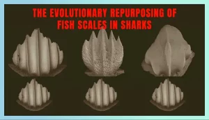 The Evolutionary Repurposing Of Fish Scales In Sharks