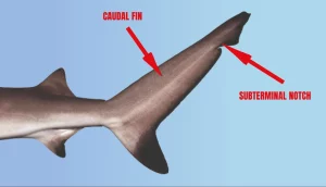The Functionality Of Shark Tails