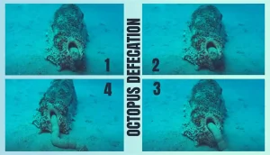 The Process Of Octopus Defecation