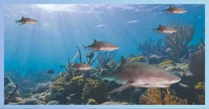The Role Of Lemon Sharks As Top Predators In Maintaining Ecosystem Balance