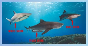 Types Of Sharks Commonly Found Near The Shore