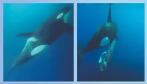 Unique Hunting Techniques Of Sperm Whales