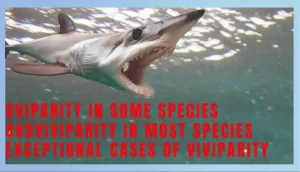 Unique Reproduction Methods In Sharks