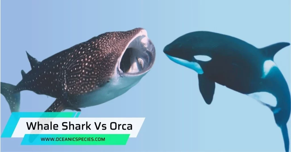 Whale Shark Vs Orca