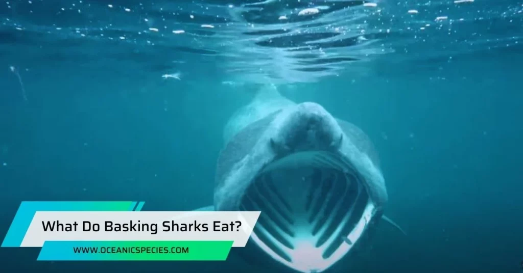 What Do Basking Sharks Eat?