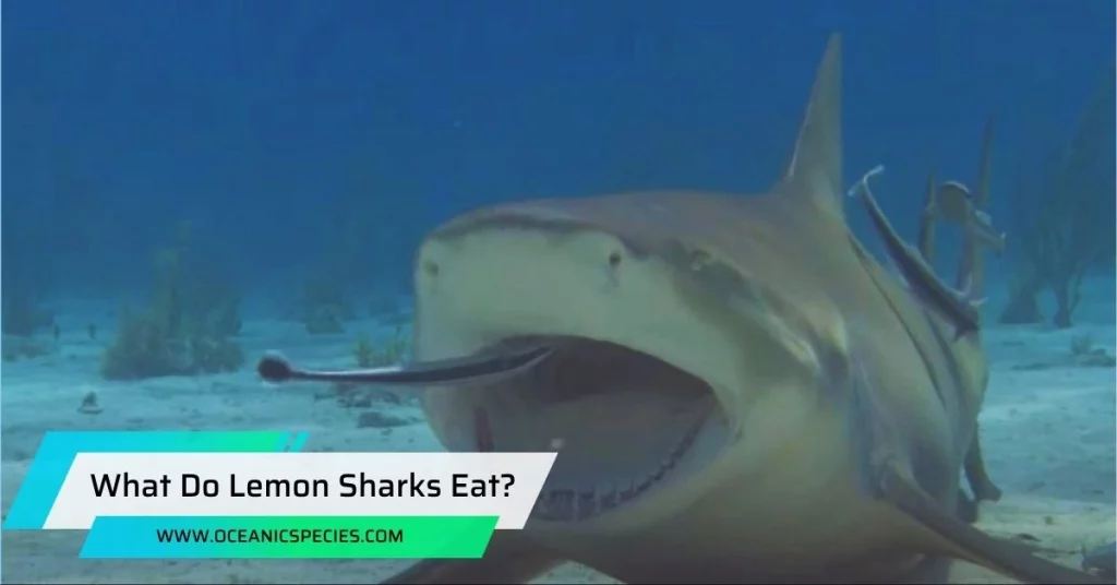What Do Lemon Sharks Eat?
