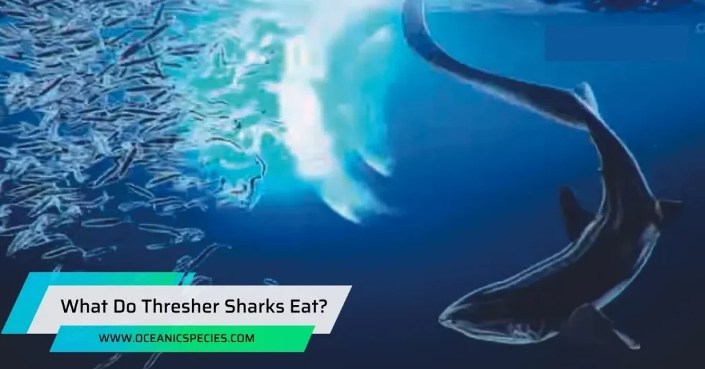What Do Thresher Sharks Eat?