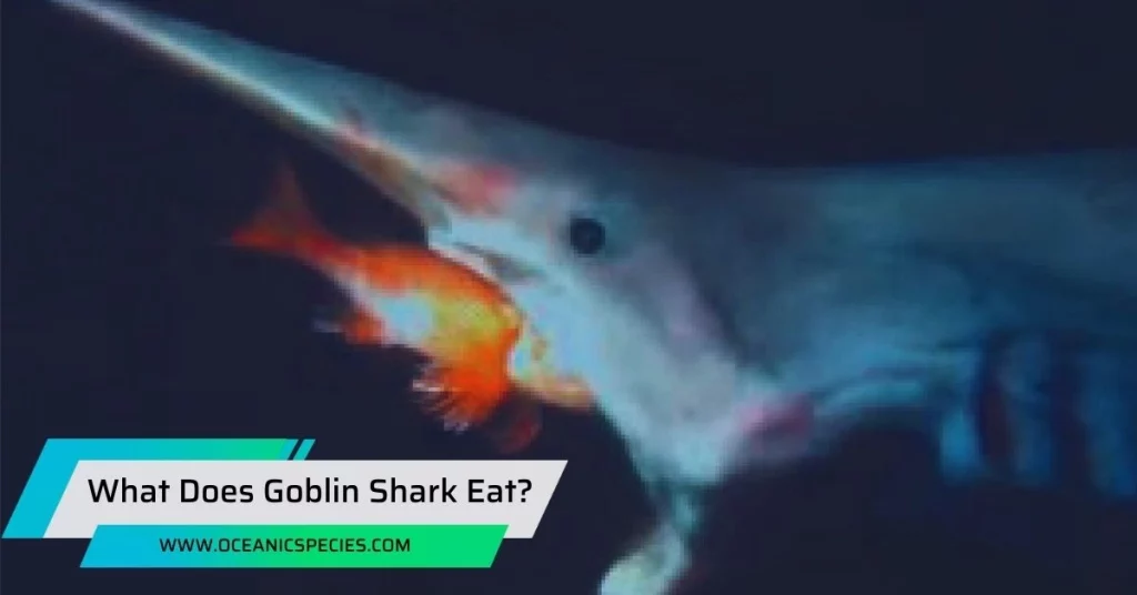 What Does Goblin Shark Eat?