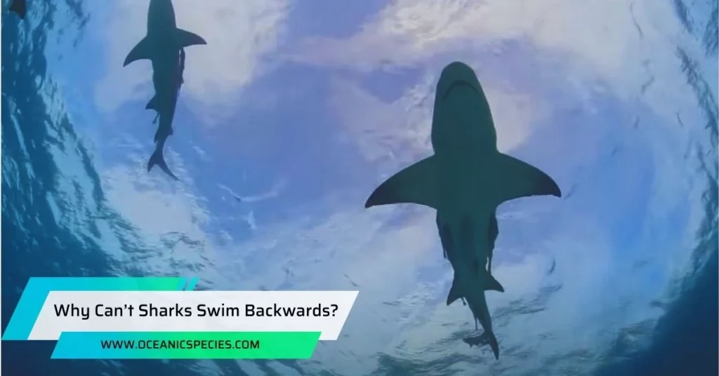 Why Can’t Sharks Swim Backwards?