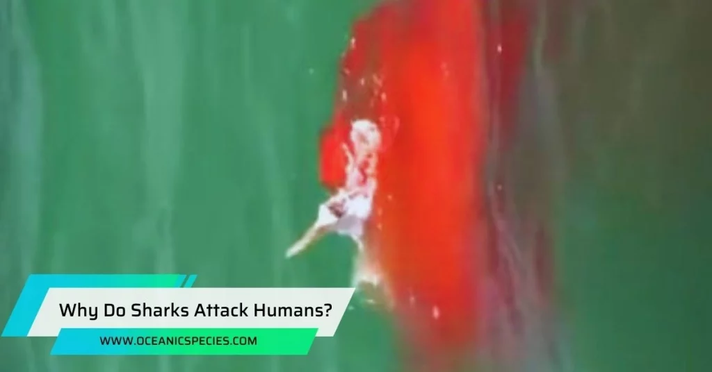 Why Do Sharks Attack Humans?