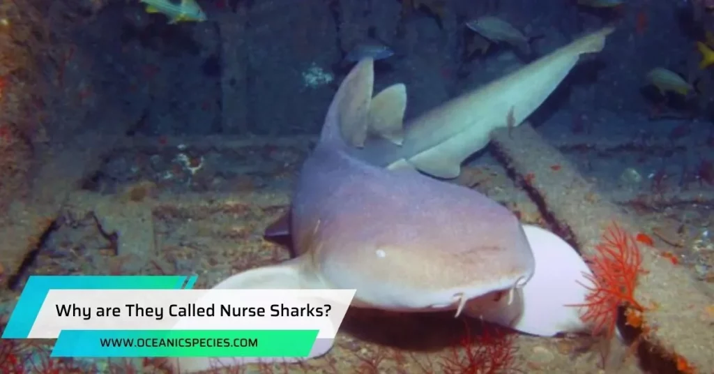 Why are They Called Nurse Sharks?