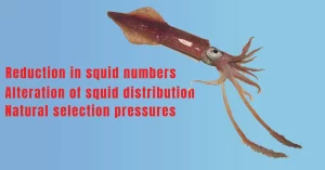 factors of squid
