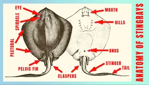 Anatomy Of Stingrays