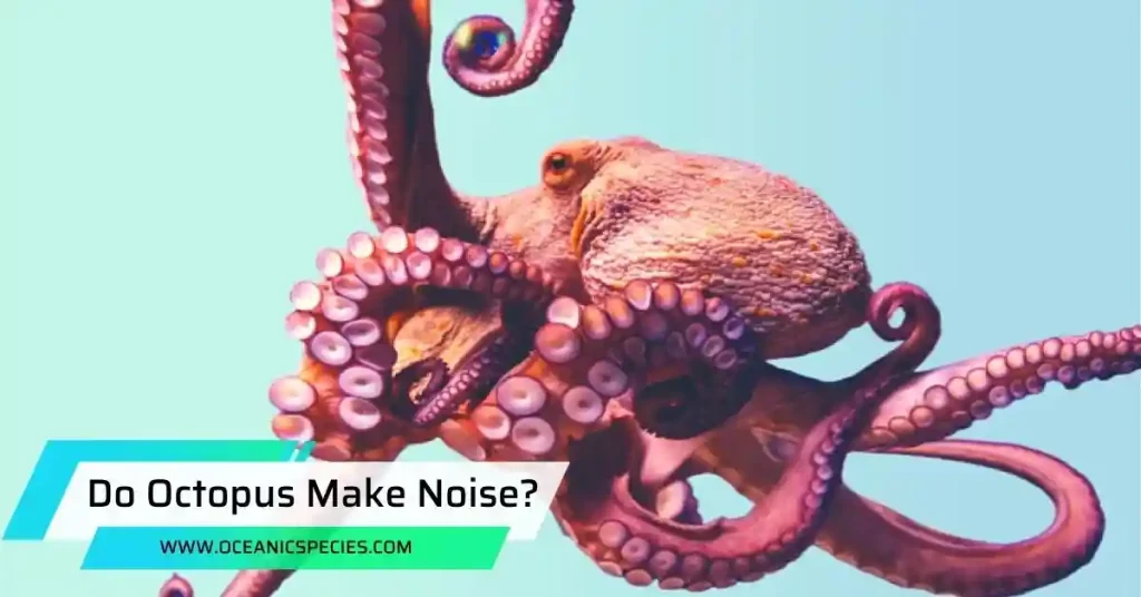 Do Octopus Make Noise?