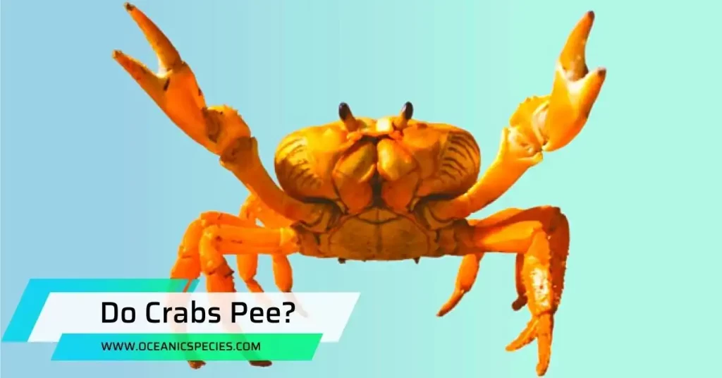 Do Crabs Pee?
