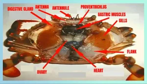 Excretory Organ Of Crabs