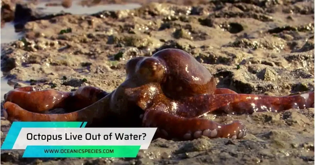 How Long Can an Octopus Live Out of Water?