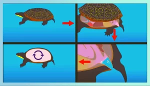 How Sea Turtles Breathe