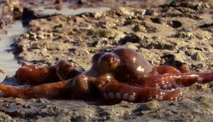 Octopus Staying Out Of Water