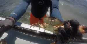 Crab Limb Regeneration