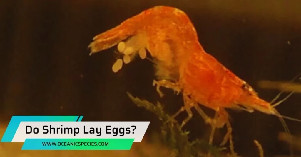 Do Shrimp Lay Eggs?