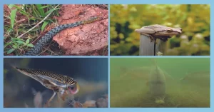 Examples Of Common Cold-Blooded Animals