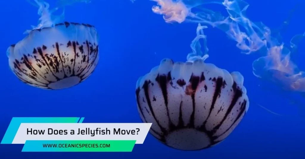 How Does a Jellyfish Move?