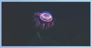 Jellyfish As Colorful Creatures