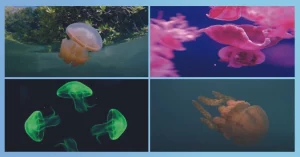 The Different Colors Of Jellyfish