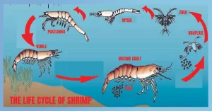 The Life Cycle Of Shrimp