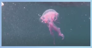 The Significance Of Jellyfish Colors