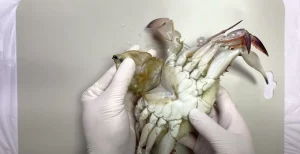 The Ten Legs Of A Crab