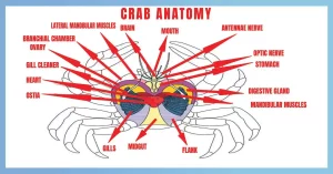 Understanding Crab Anatomy